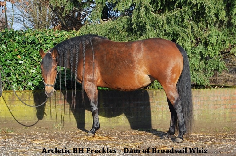 dam of Broadsail Whiz