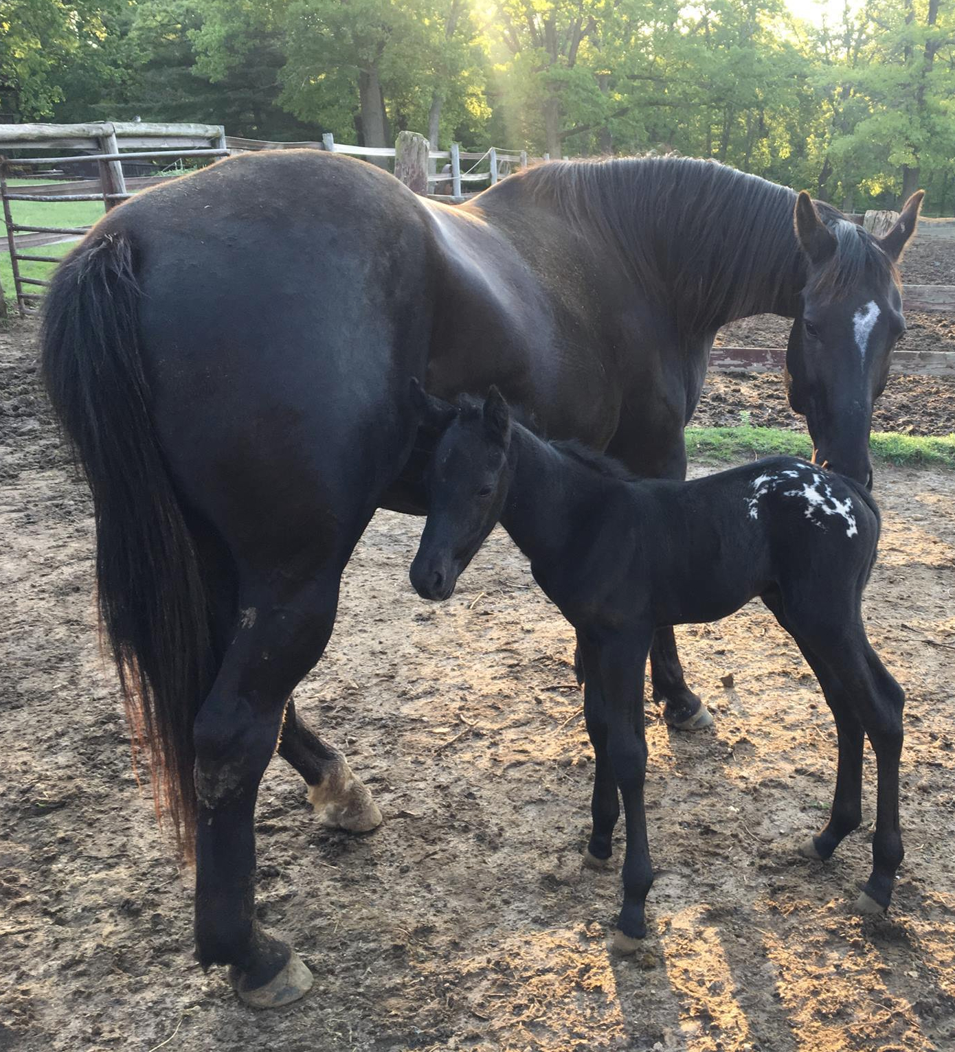 18620546_1352711951482816_8757165619578528264_o1