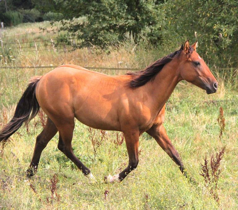 CB TOPS ROMAN JACS Appaloosa Yearling colt, Reining Prospect, very good origins