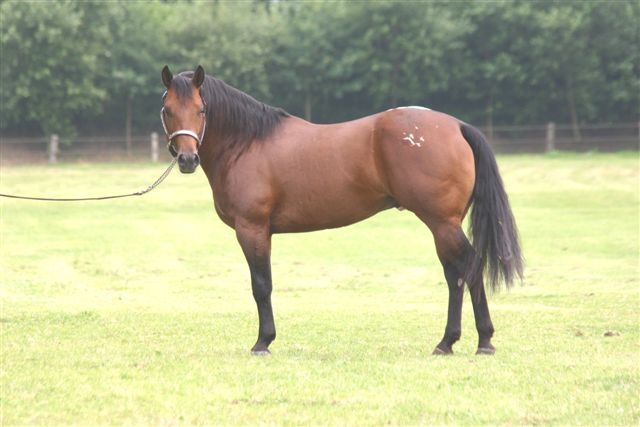 germany-reining-appaloosa-stallion-at-stud-echoes-of-whizdom-2001 side