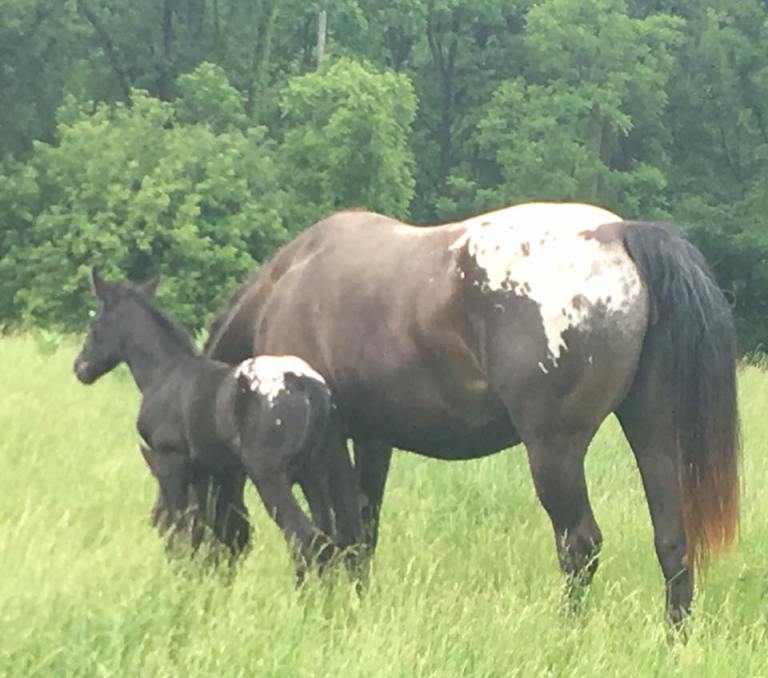 bprsblue-creek-muff-appaloosa-mare