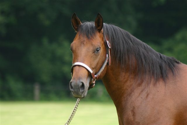 germany-reining-appaloosa-stallion-at-stud-echoes-of-whizdom-2001 face