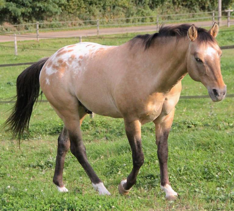 22555685_1705155169558378_3755280173516102609_o