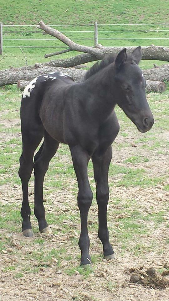 18622263_1353159308104747_1503952979376946576_n1