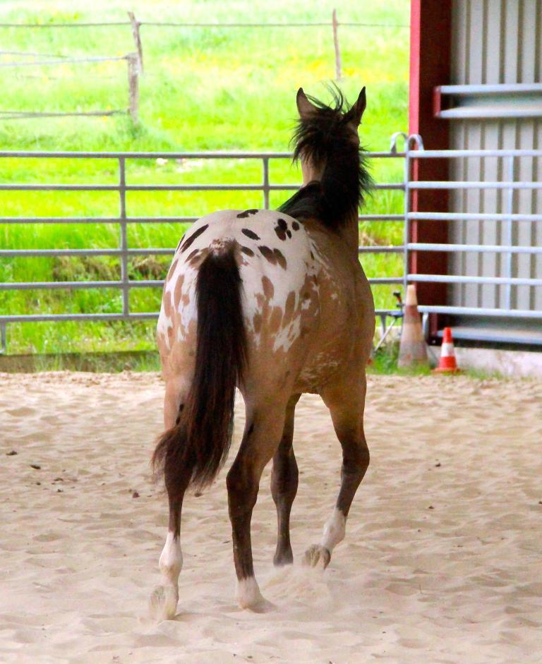 Appaloosa  CB JACS STARLIGHT