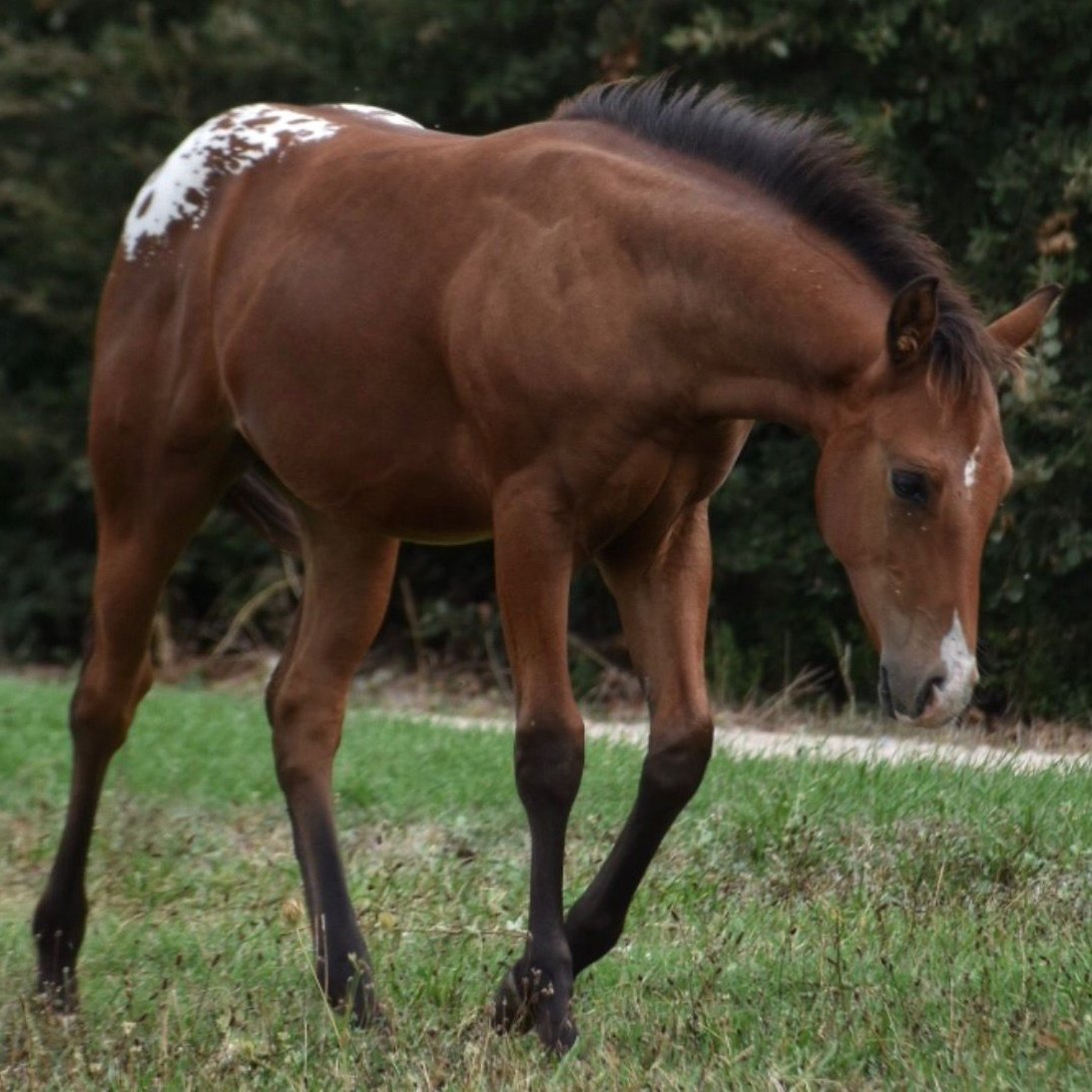 Mb Bionic Smooth (2026), Appaloosa reining colt for sale in France, Europe – puledro APPALOOSA in vendita in France #885