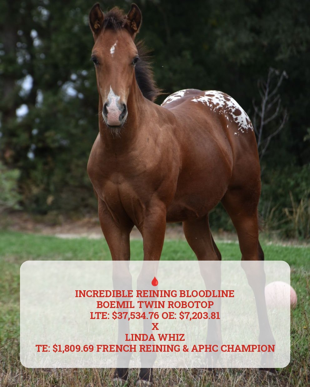Mb Bionic Smooth (2026), Appaloosa reining colt for sale in France, Europe – puledro APPALOOSA in vendita in France #885