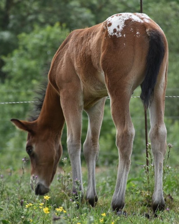 Mb Bionic Smooth (2026), Appaloosa reining colt for sale in France, Europe – puledro APPALOOSA in vendita in France #885