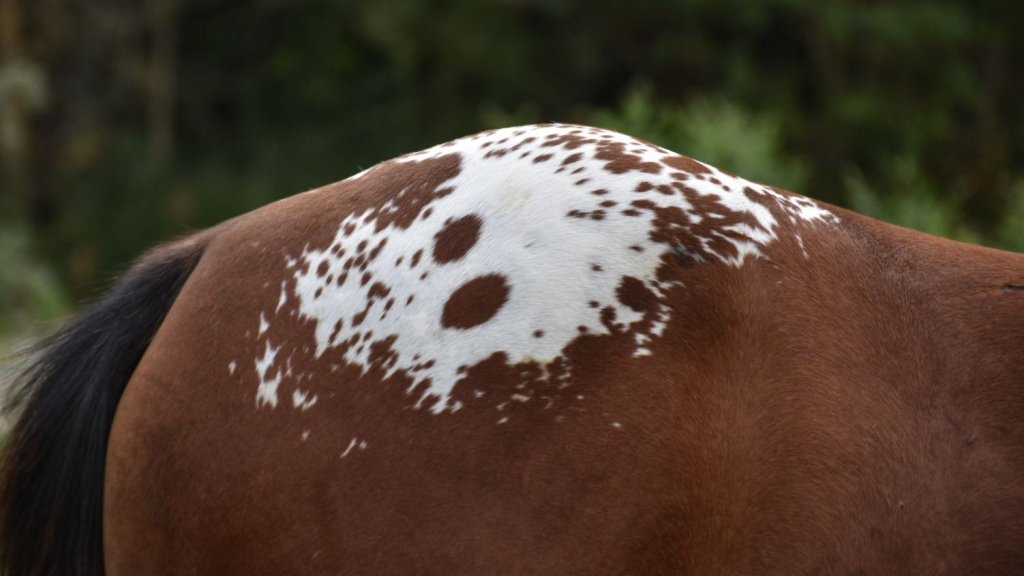 Mb Bionic Smooth (2026), Appaloosa reining colt for sale in France, Europe – puledro APPALOOSA in vendita in France #885