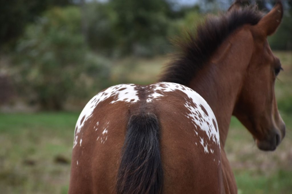 Mb Bionic Smooth (2026), Appaloosa reining colt for sale in France, Europe – puledro APPALOOSA in vendita in France #885