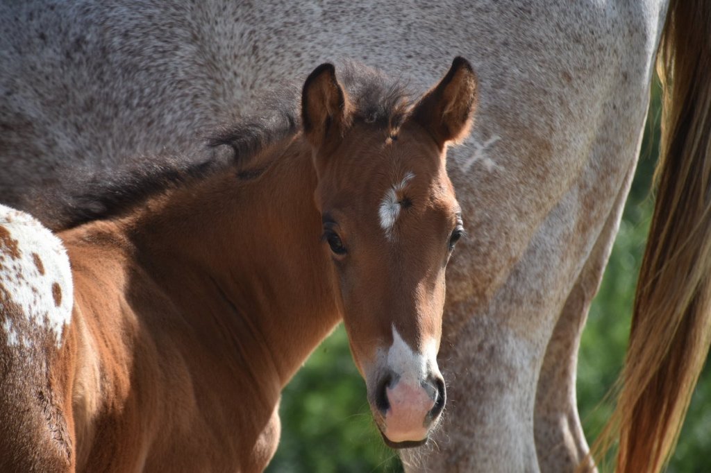 Mb Bionic Smooth (2026), Appaloosa reining colt for sale in France, Europe – puledro APPALOOSA in vendita in France #885