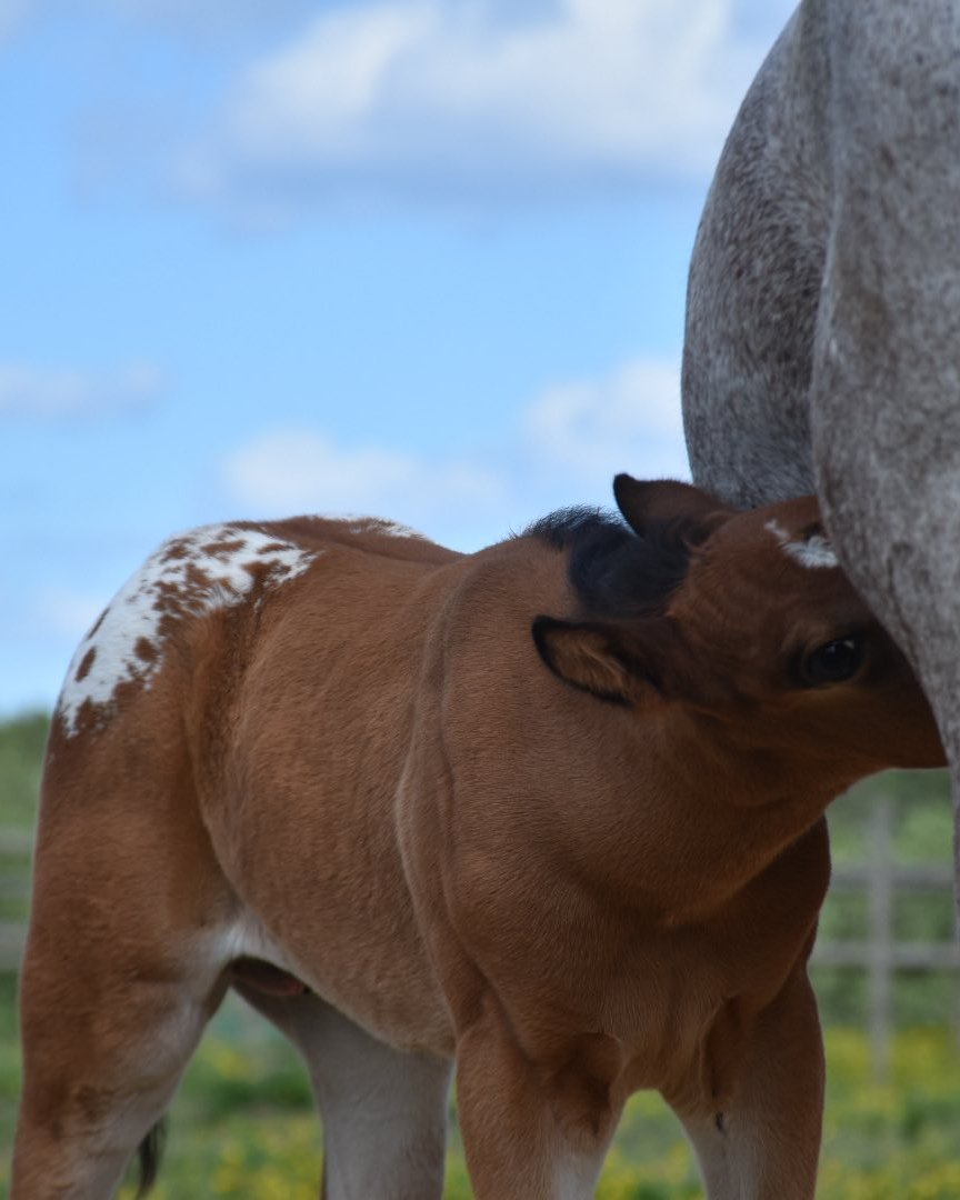 Mb Bionic Smooth (2026), Appaloosa reining colt for sale in France, Europe – puledro APPALOOSA in vendita in France #885
