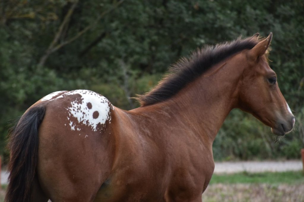 Mb Bionic Smooth (2026), Appaloosa reining colt for sale in France, Europe – puledro APPALOOSA in vendita in France #885