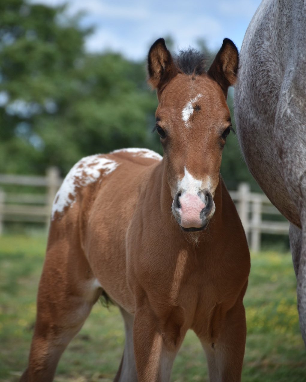 Mb Bionic Smooth (2026), Appaloosa reining colt for sale in France, Europe – puledro APPALOOSA in vendita in France #885