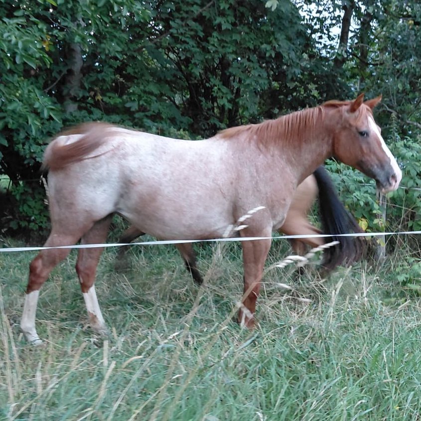 Ima Cool Nice (2009), Appaloosa all around broodmare for sale in Italy, Europe – fattrice APPALOOSA in vendita in Veneto #909