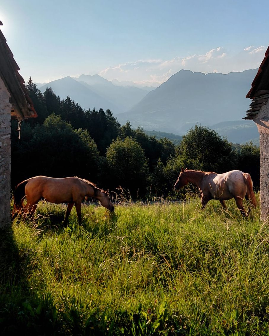 Ima Cool Nice (2009), Appaloosa all around broodmare for sale in Italy, Europe – fattrice APPALOOSA in vendita in Veneto #909