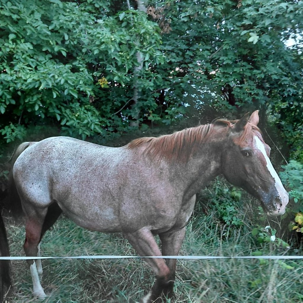 Ima Cool Nice (2009), Appaloosa all around broodmare for sale in Italy, Europe – fattrice APPALOOSA in vendita in Veneto #909