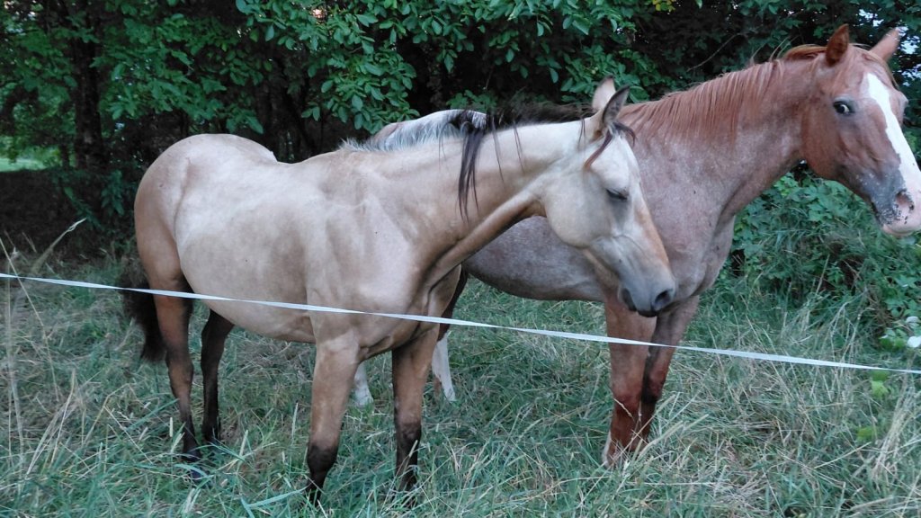 Ima Cool Nice (2009), Appaloosa all around broodmare for sale in Italy, Europe – fattrice APPALOOSA in vendita in Veneto #909