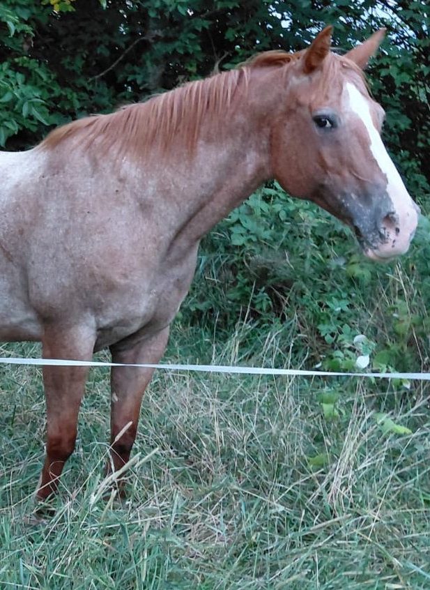Ima Cool Nice (2009), Appaloosa all around broodmare for sale in Italy, Europe – fattrice APPALOOSA in vendita in Veneto #909