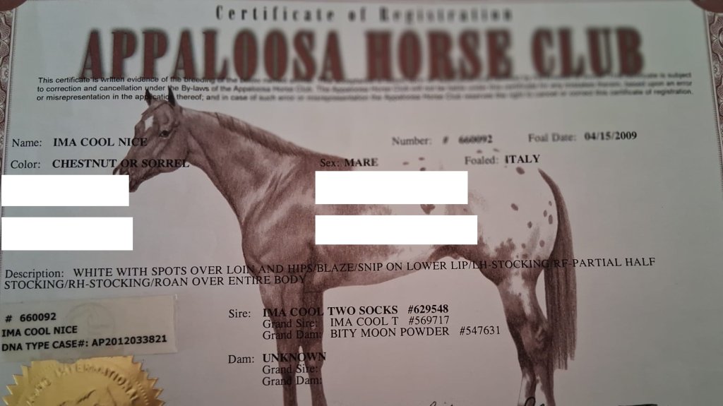APPALOOSA registration certificate (papers) – certificato APPALOOSA Ima Cool Nice #909