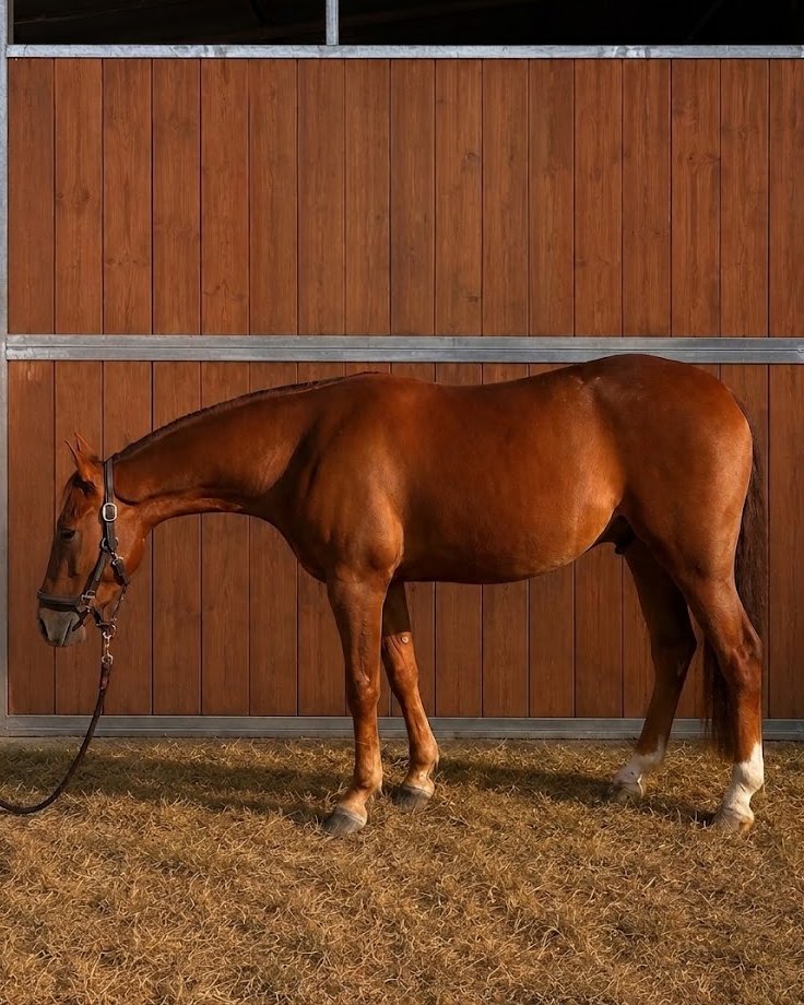 Boemil Topoleone (2023), Appaloosa reining gelding for sale in Italy, Europe – castrone APPALOOSA in vendita in Toscana #912