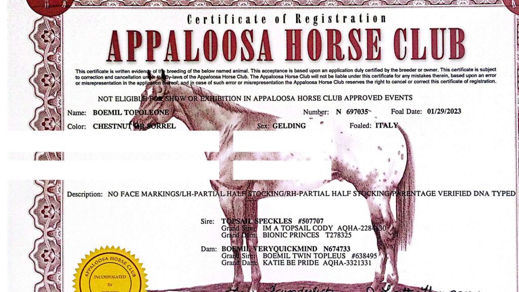 APPALOOSA registration certificate (papers) – certificato APPALOOSA Boemil Topoleone #912